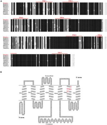 Characterizing the Role of Orco Gene in Detecting Aggregation Pheromone and Food Resources in Protaetia brevitarsis Leiws (Coleoptera: Scarabaeidae)